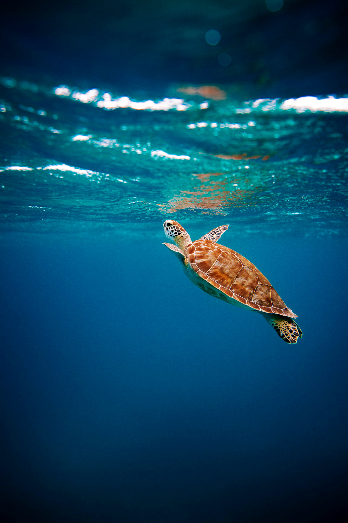 Sustainable by Nature, Intentional by Design